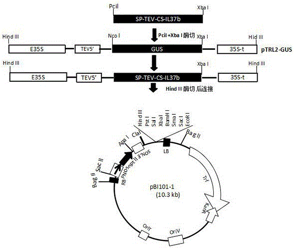 Method for high-efficiency expression of all subtype mature proteins of IL-37 by utilizing tobaccos