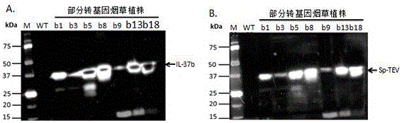 Method for high-efficiency expression of all subtype mature proteins of IL-37 by utilizing tobaccos