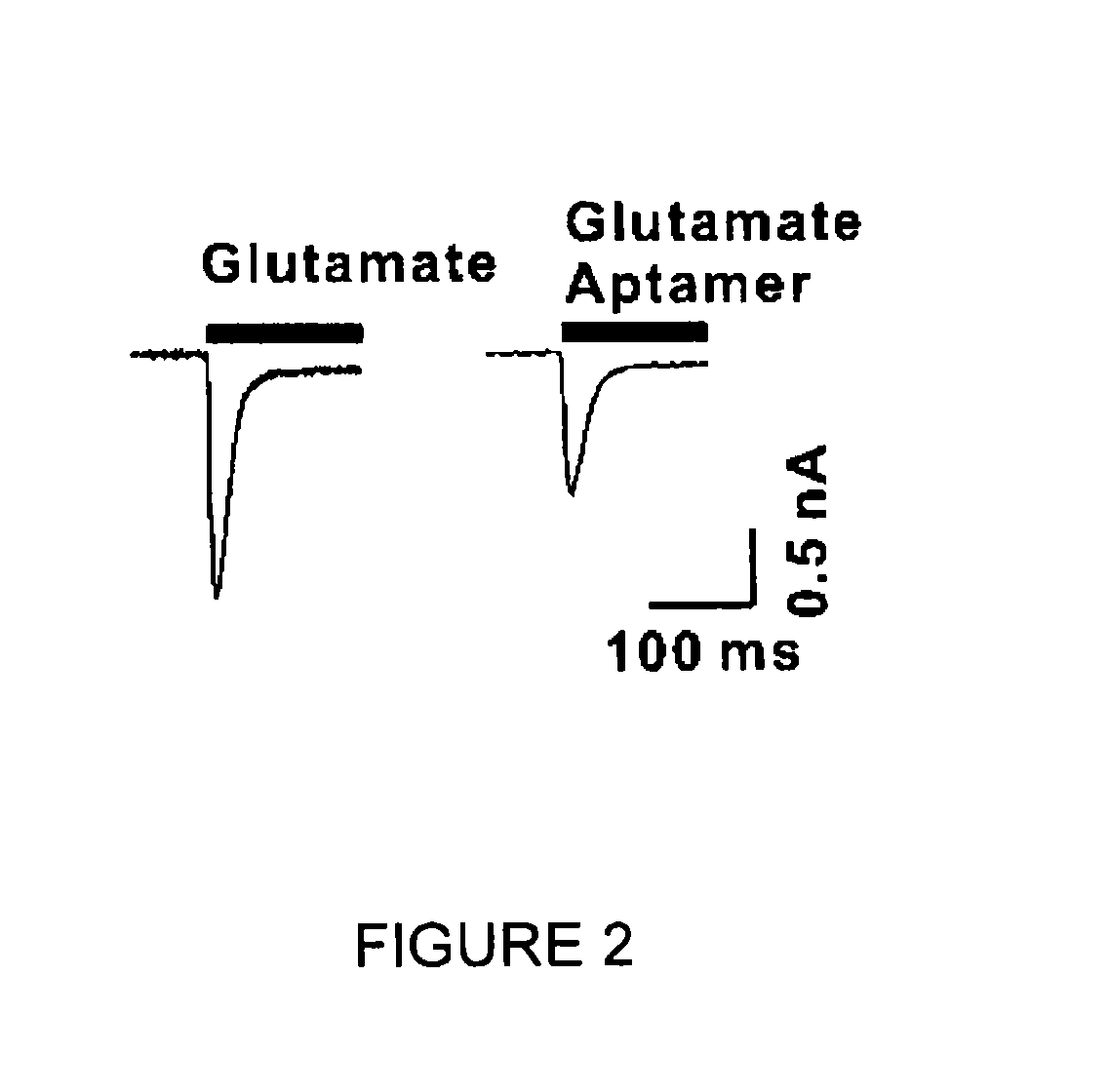 Conformation-selective nucleic acid inhibitors of AMPA glutamate receptors