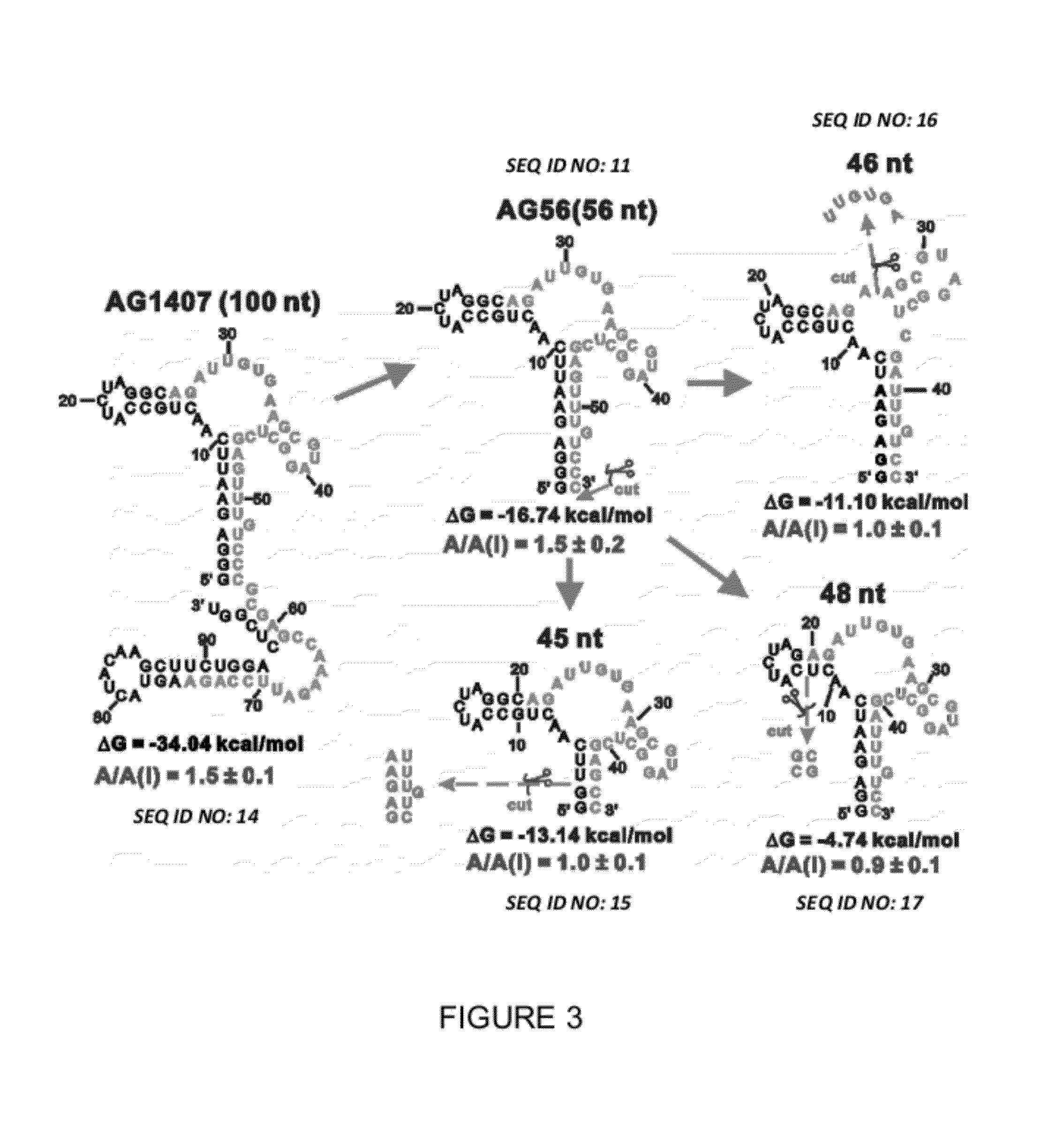 Conformation-selective nucleic acid inhibitors of AMPA glutamate receptors