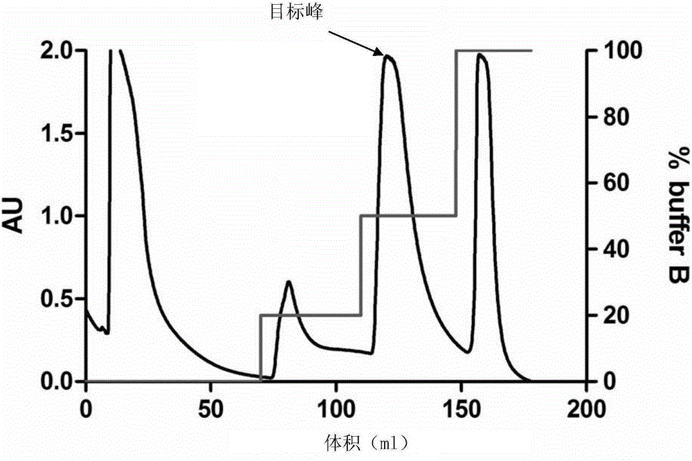 Preparation method of microorganism ribosome and application of microorganism ribosome to preparing recombinant protein