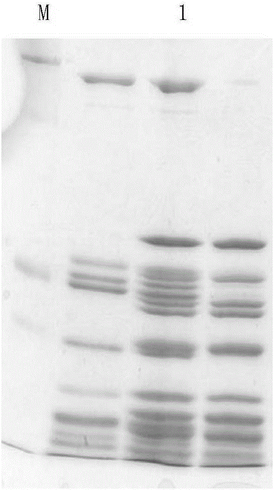 Preparation method of microorganism ribosome and application of microorganism ribosome to preparing recombinant protein