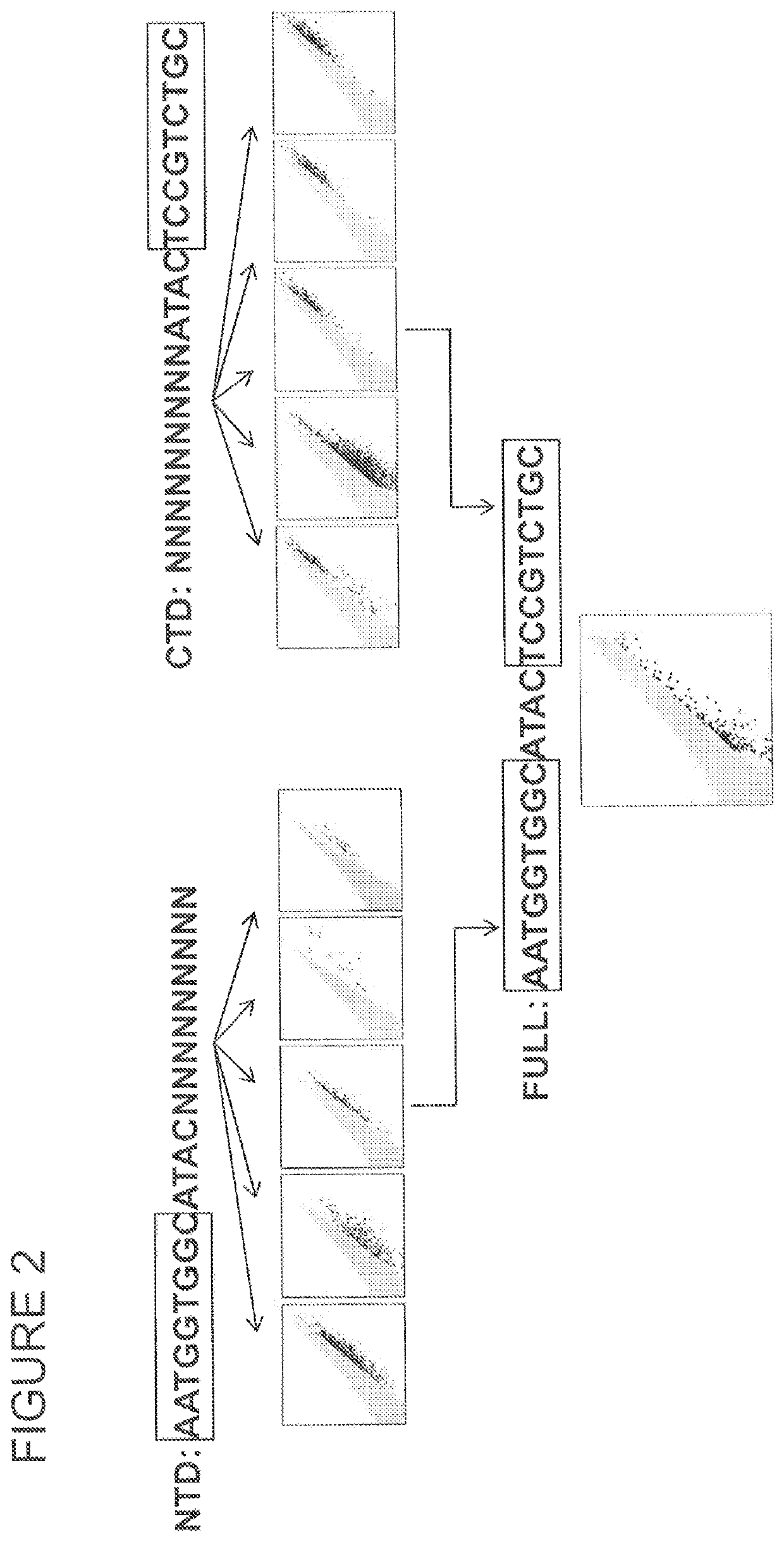 PD-1 homing endonuclease variants, compositions, and methods of use