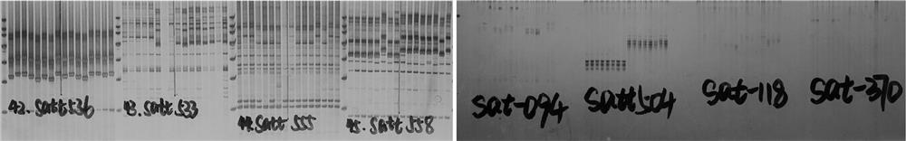 A method for identifying soybean cyst nematode-resistant race 4 soybean resources and special ssr primers