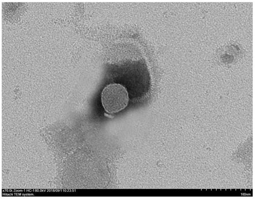 FSN17-1 Photobacterium damselae phage FSN17-1 and application