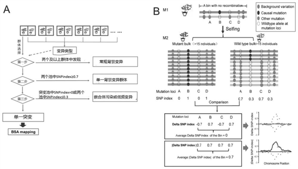 M2 group-based candidate causal mutation site gene localization method