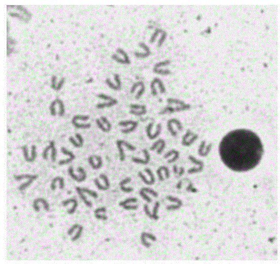 Preparation method of chromosomes of adult epinephelus akaara