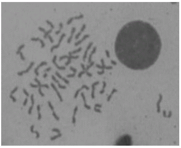Preparation method of chromosomes of adult epinephelus akaara