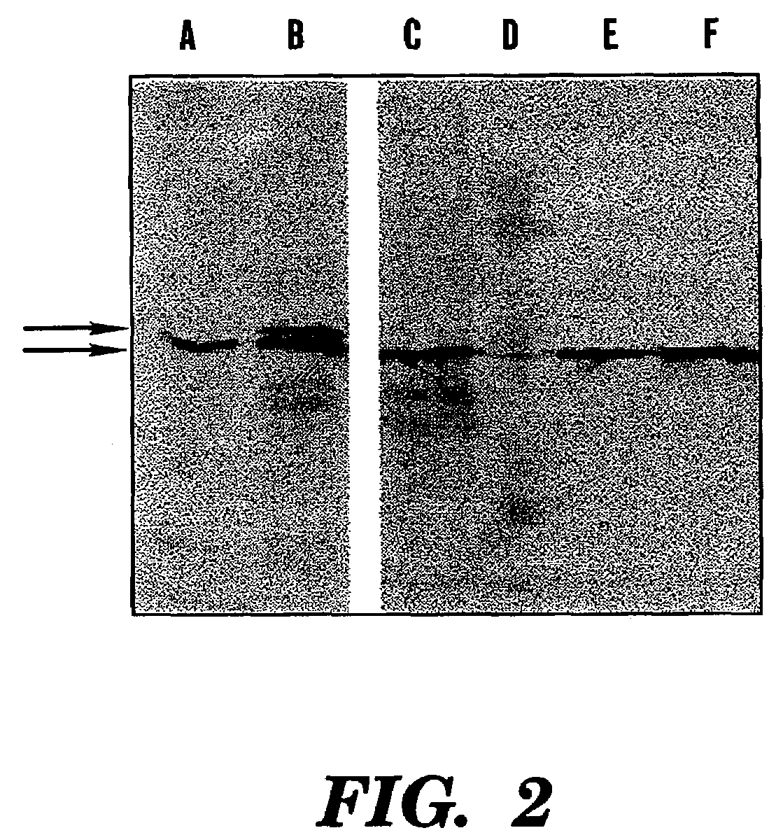Hypersensitive response elicitor fragments eliciting a hypersensitive response and uses thereof