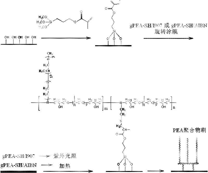 Sulfur-alkene click chemistry-based method for preparing stimulation responsive polyether amine macromolecular brush