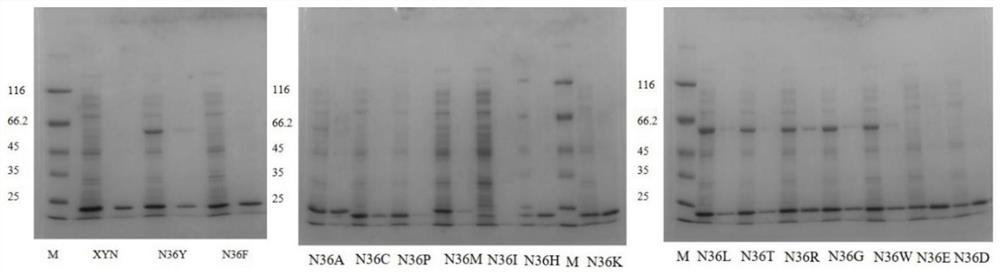A kind of high specific enzyme activity xylanase mutant and its application