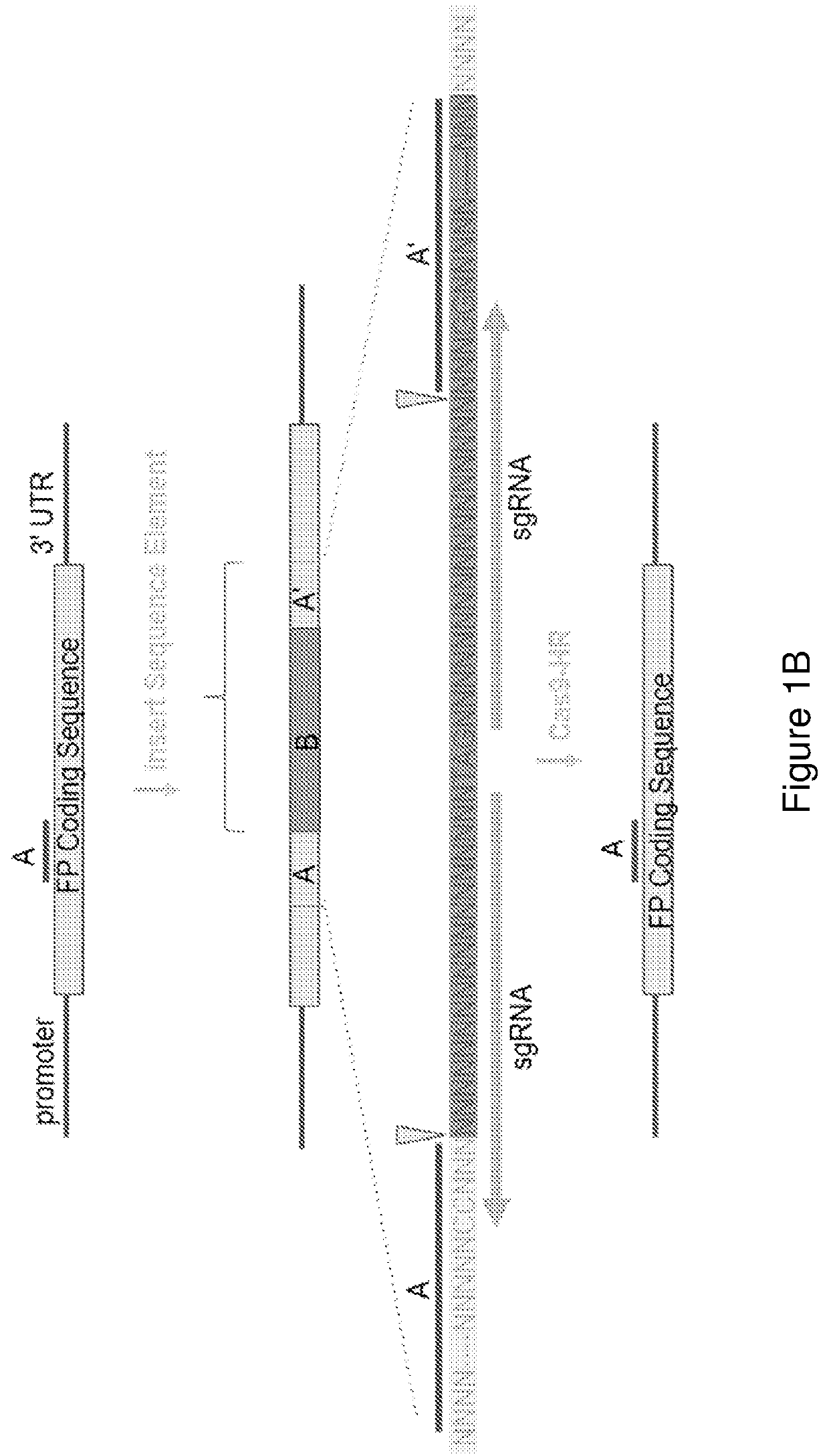 Homologous Recombination Reporter Construct and Uses Thereof