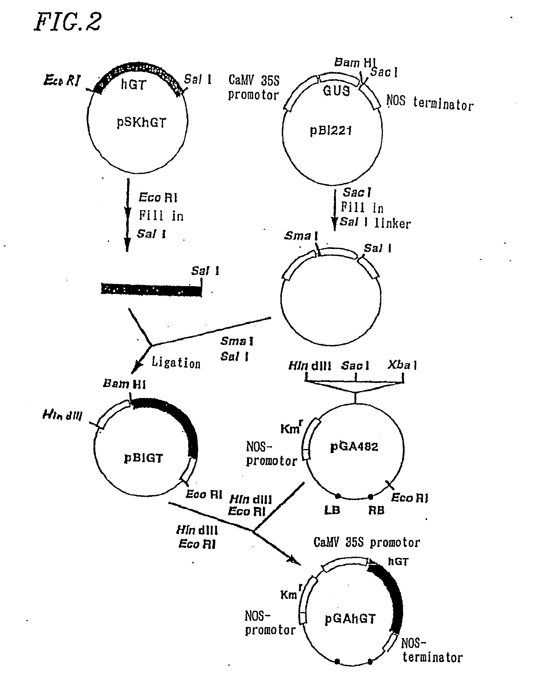 Method For Secretory Production of Glycoprotein Having Human-Type Sugar Chain Using Plant Cell