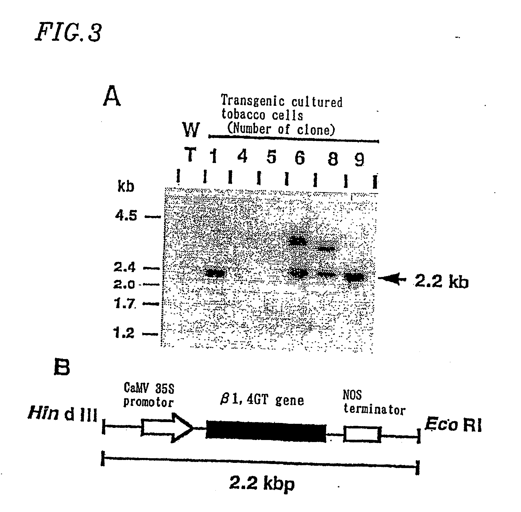 Method For Secretory Production of Glycoprotein Having Human-Type Sugar Chain Using Plant Cell