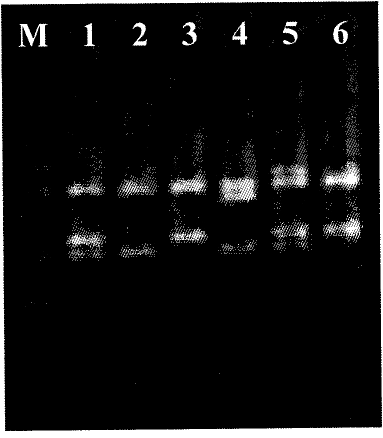 Method for rapidly detecting various viruses of melons