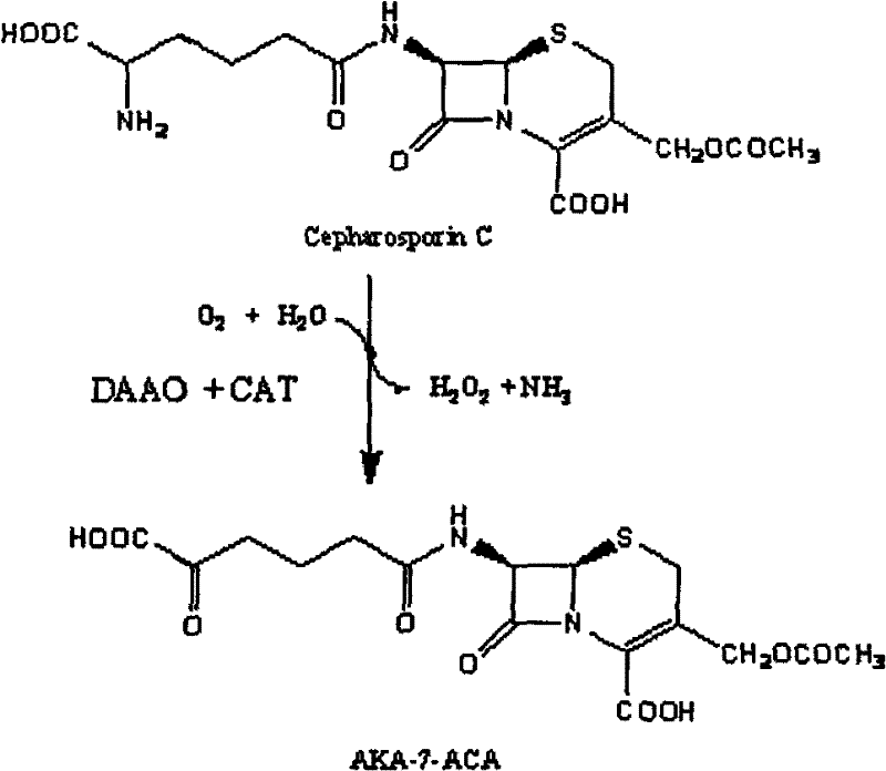 Method for screening alpha-ketone adipoyl-7-aminocephalosporanic acid acylase-producing bacteria