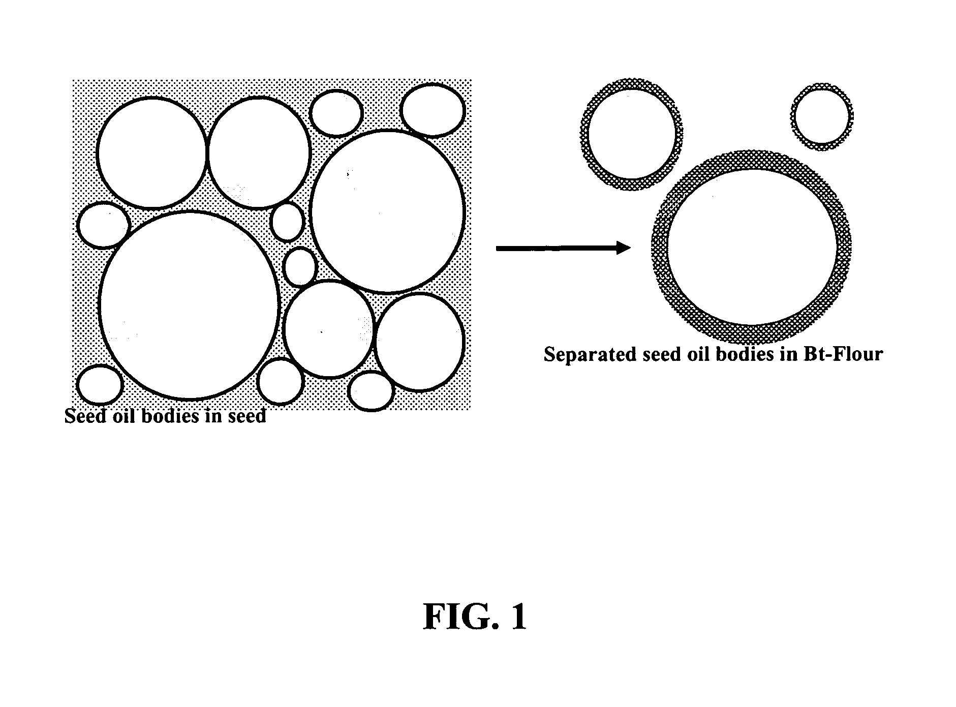 Plant Production and Delivery System for Recombinant Proteins as Protein-Flour or Protein-Oil Compositions