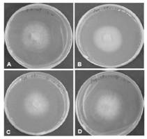 A kind of pine xylophilus RNAi regulation gene and its application