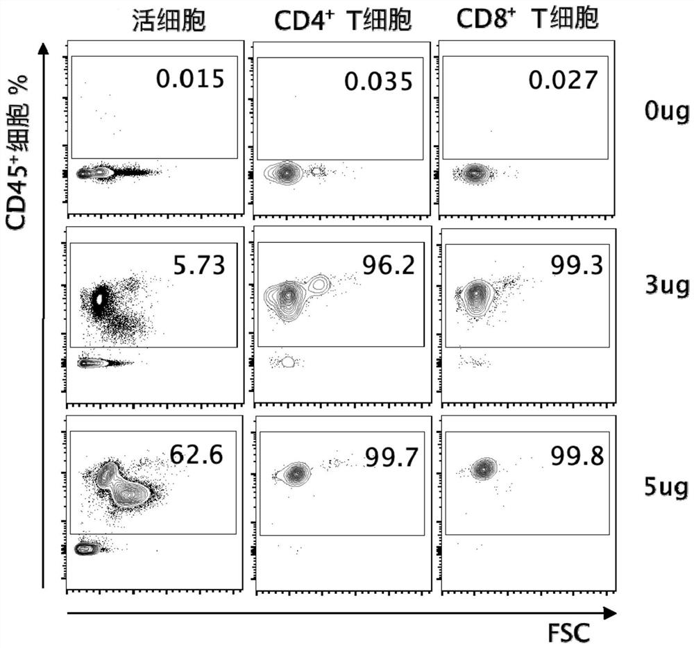 Method for recognizing mouse intravascular and extravascular lymphocytes and application thereof