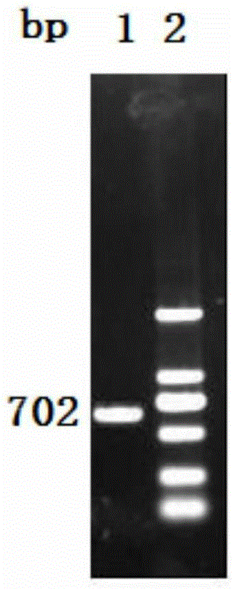 Vaccine composition containing porcine circovirus type 2 antigen and haemophilus parasuis antigen and preparation method and application thereof