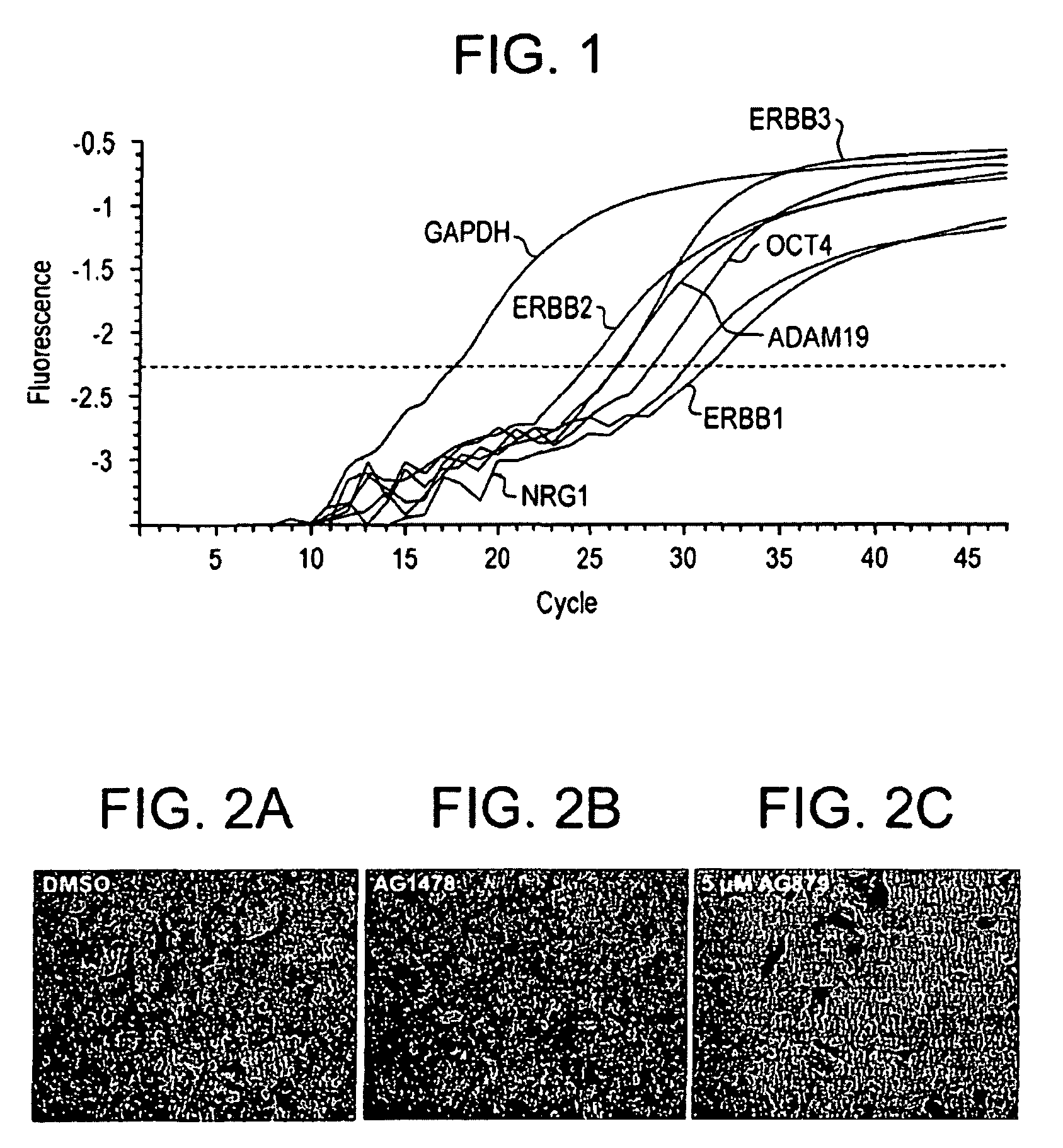 Stem cell aggregate suspension compositions and methods of differentiation thereof