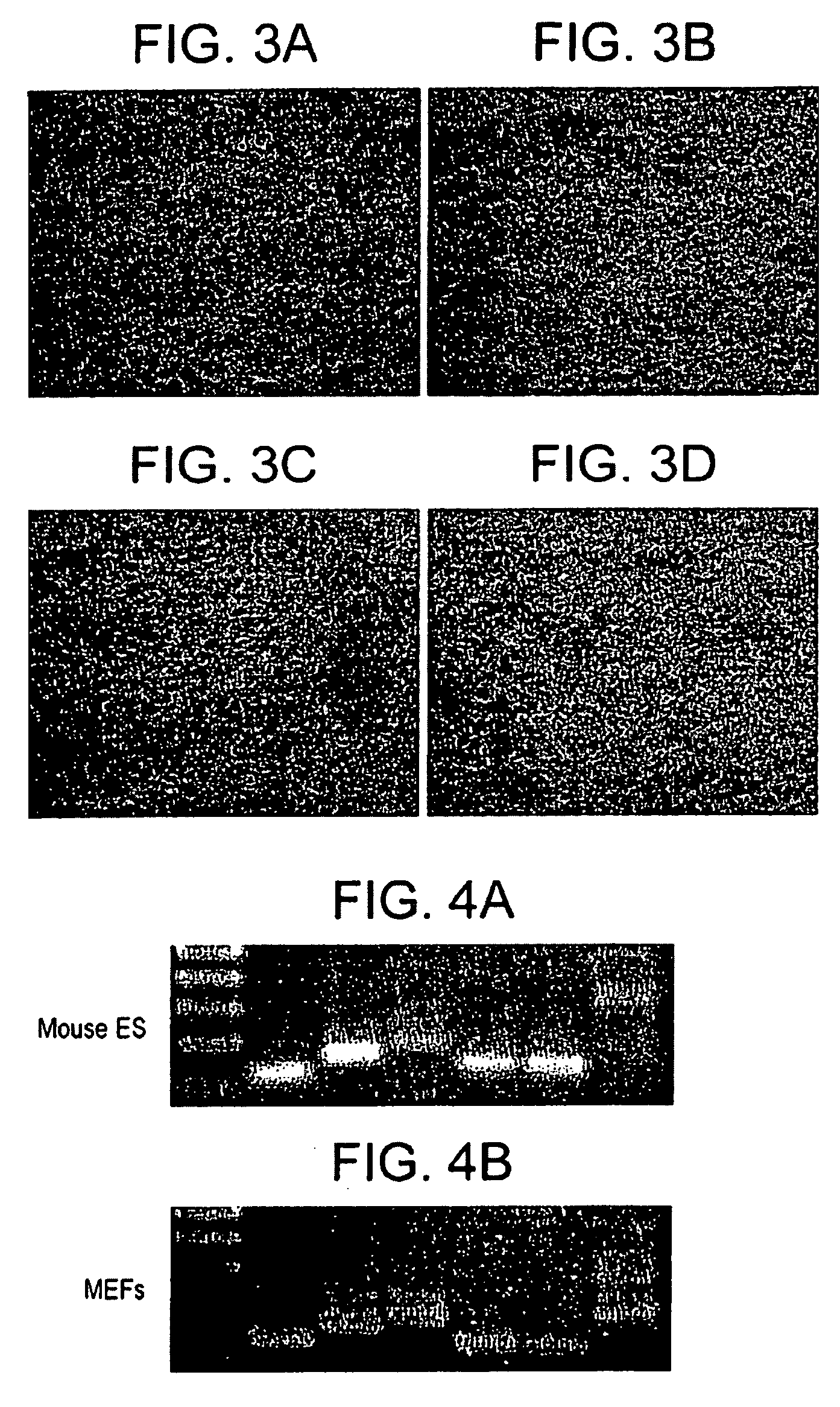 Stem cell aggregate suspension compositions and methods of differentiation thereof