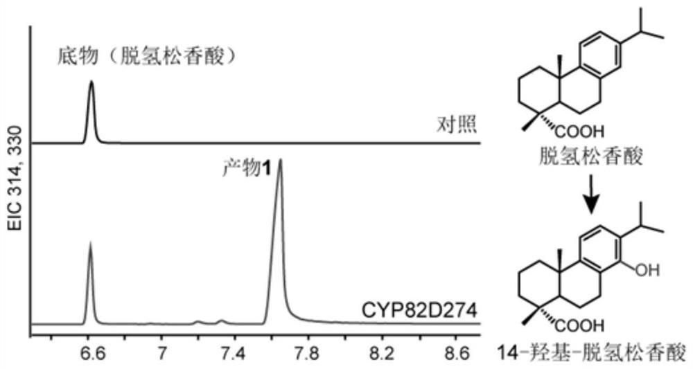 Abietane type tricyclic diterpenoid C-14 site hydroxylase
