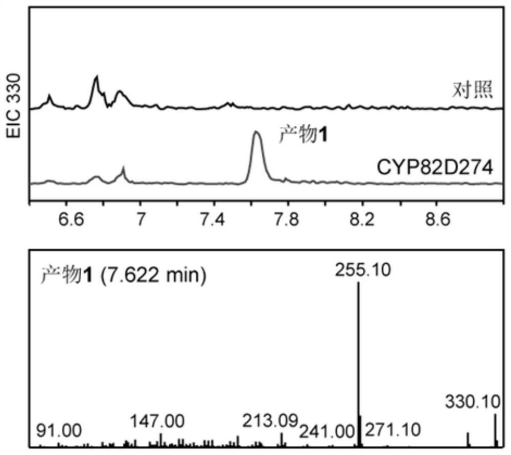 Abietane type tricyclic diterpenoid C-14 site hydroxylase