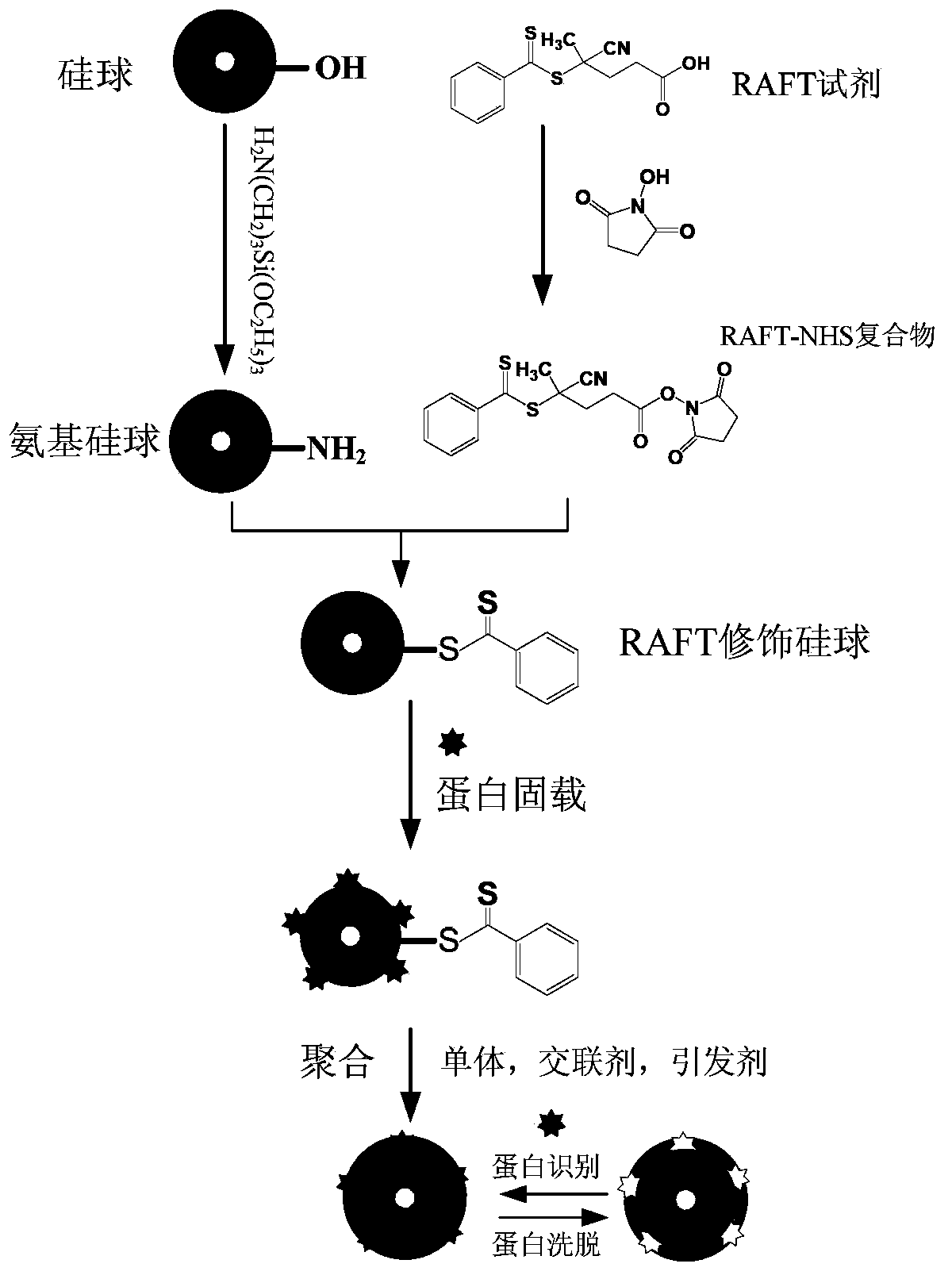 Protein surface molecular imprinting material based on RAFT (Reversible Addition-Fragmentation Chain Transfer) strategy as well as preparation method and application thereof