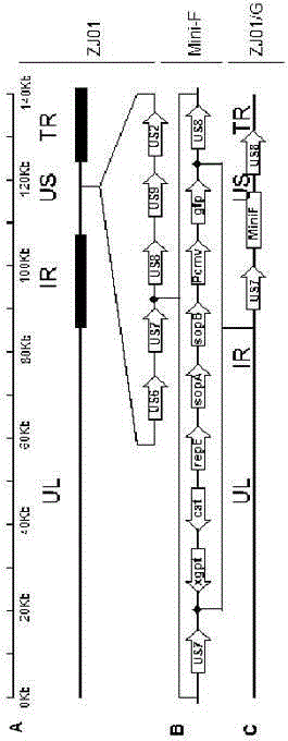 Porcine pseudorabies mutant strain ge and gi gene deletion virus strain and its application