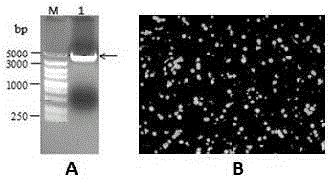 Porcine pseudorabies mutant strain ge and gi gene deletion virus strain and its application