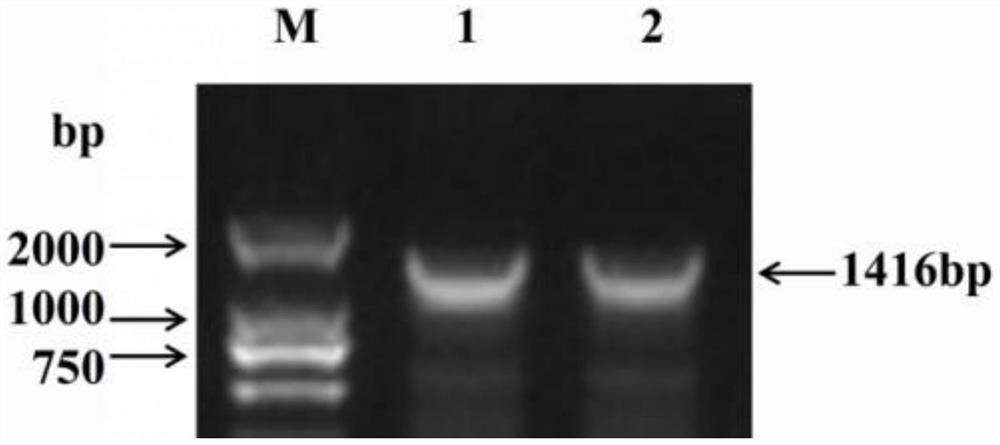 Hongyan strawberry nitrate transporter gene FaNRT2.7 and application thereof