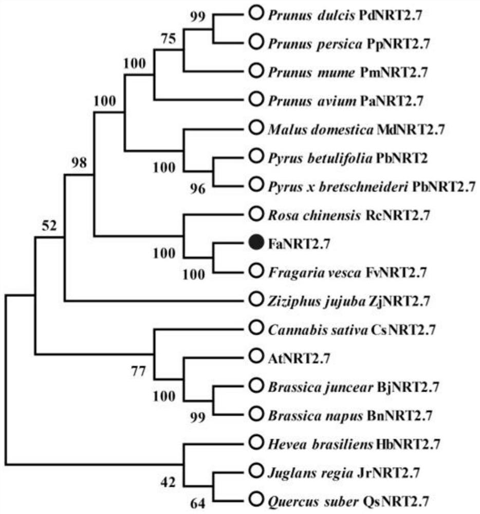 Hongyan strawberry nitrate transporter gene FaNRT2.7 and application thereof