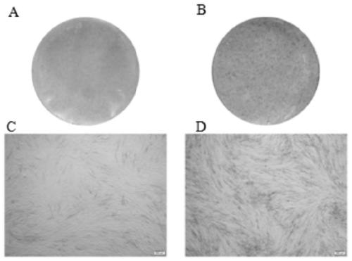 Application of circRNA PRKD3 to osteogenic differentiation of periodontal ligament stem cells