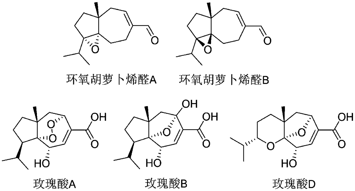 Application of epoxydaucenal A and B in hematopoietic stem cell aging resistance