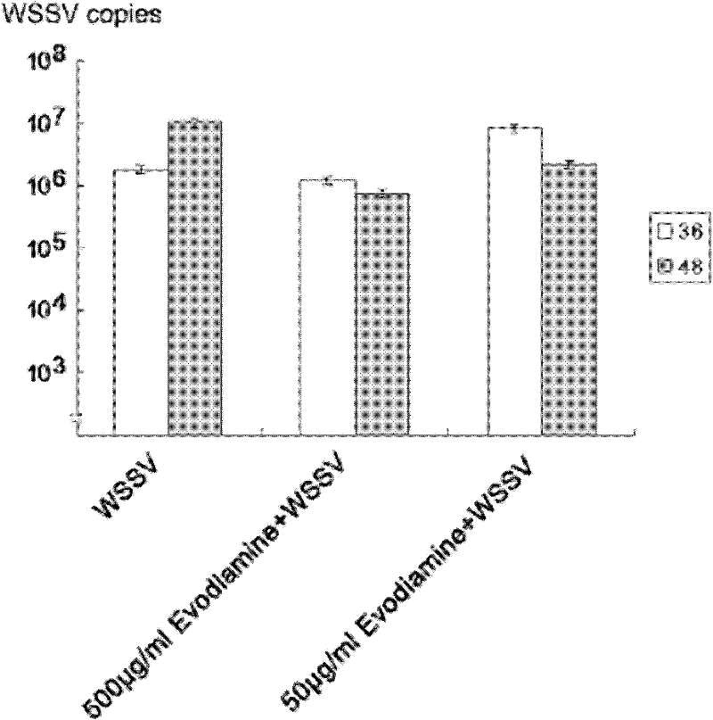 Application of evodiamine in preparation of preparation for resisting white spot syndromevirus