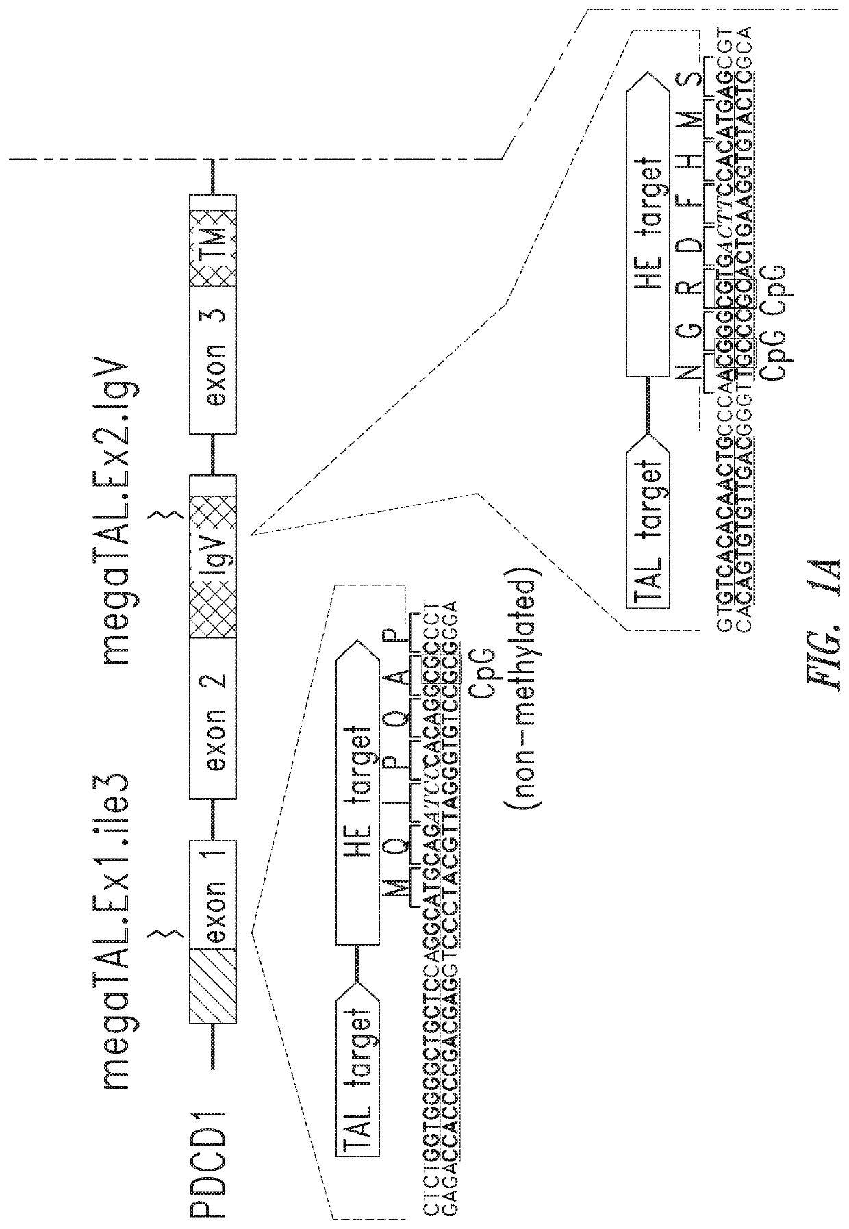 Pdcd-1 homing endonuclease variants