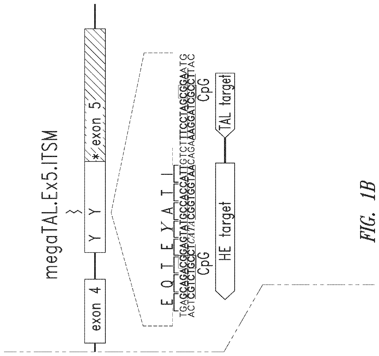 Pdcd-1 homing endonuclease variants