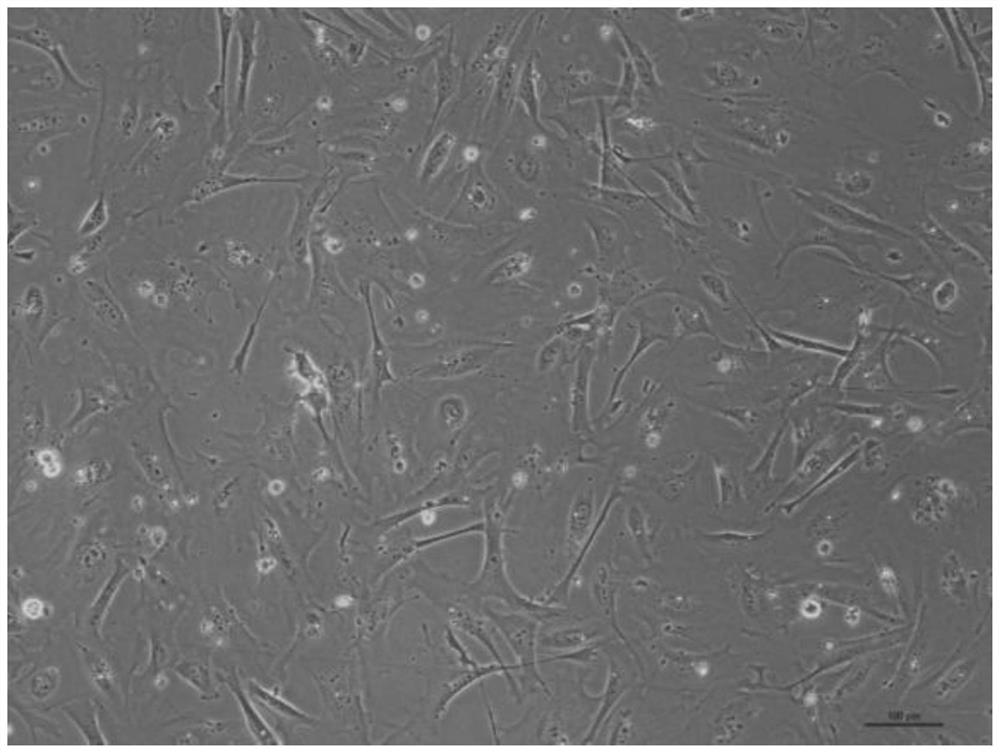 Sturgeon embryonic cell line, culture medium and preparation method of culture medium