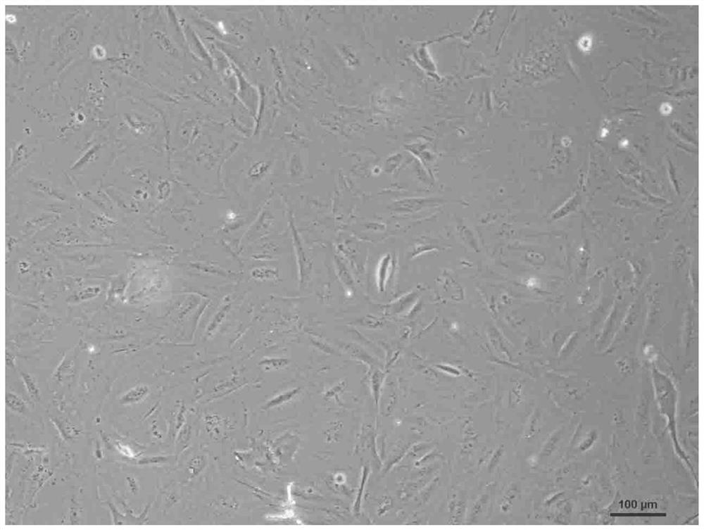 Sturgeon embryonic cell line, culture medium and preparation method of culture medium