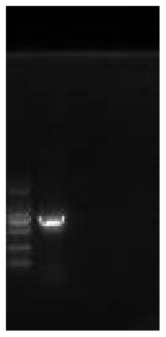 Sturgeon embryonic cell line, culture medium and preparation method of culture medium