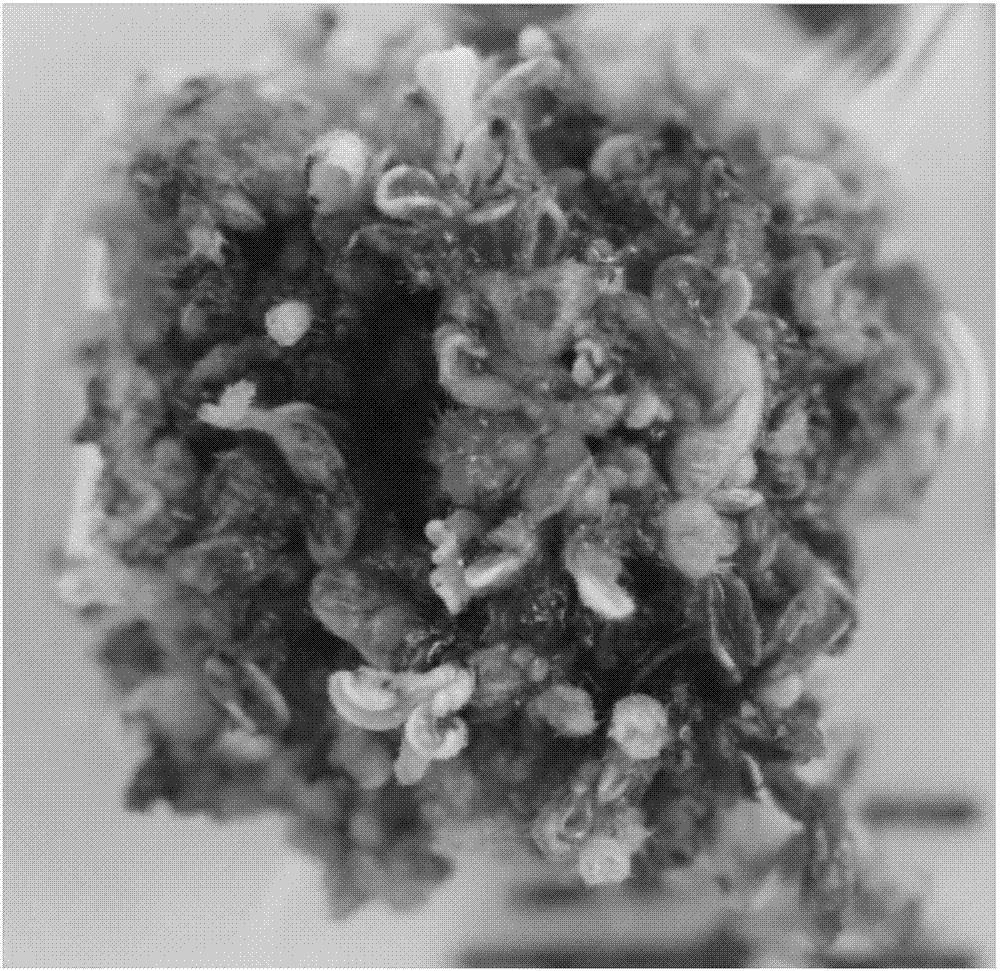 Method and culture medium for efficiently inducing soybean cotyledon explants to produce clustered buds