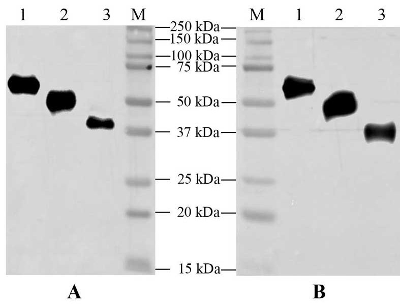 Recombinant African swine fever antigen cocktail vaccine containing intramolecular adjuvant and application thereof