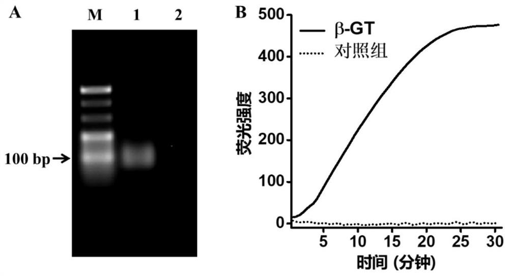 Fluorescent biosensor of beta-glucosyltransferase, detection method and application