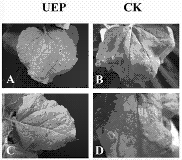 Plant disease-resistant regulation and control gene UEP and application thereof