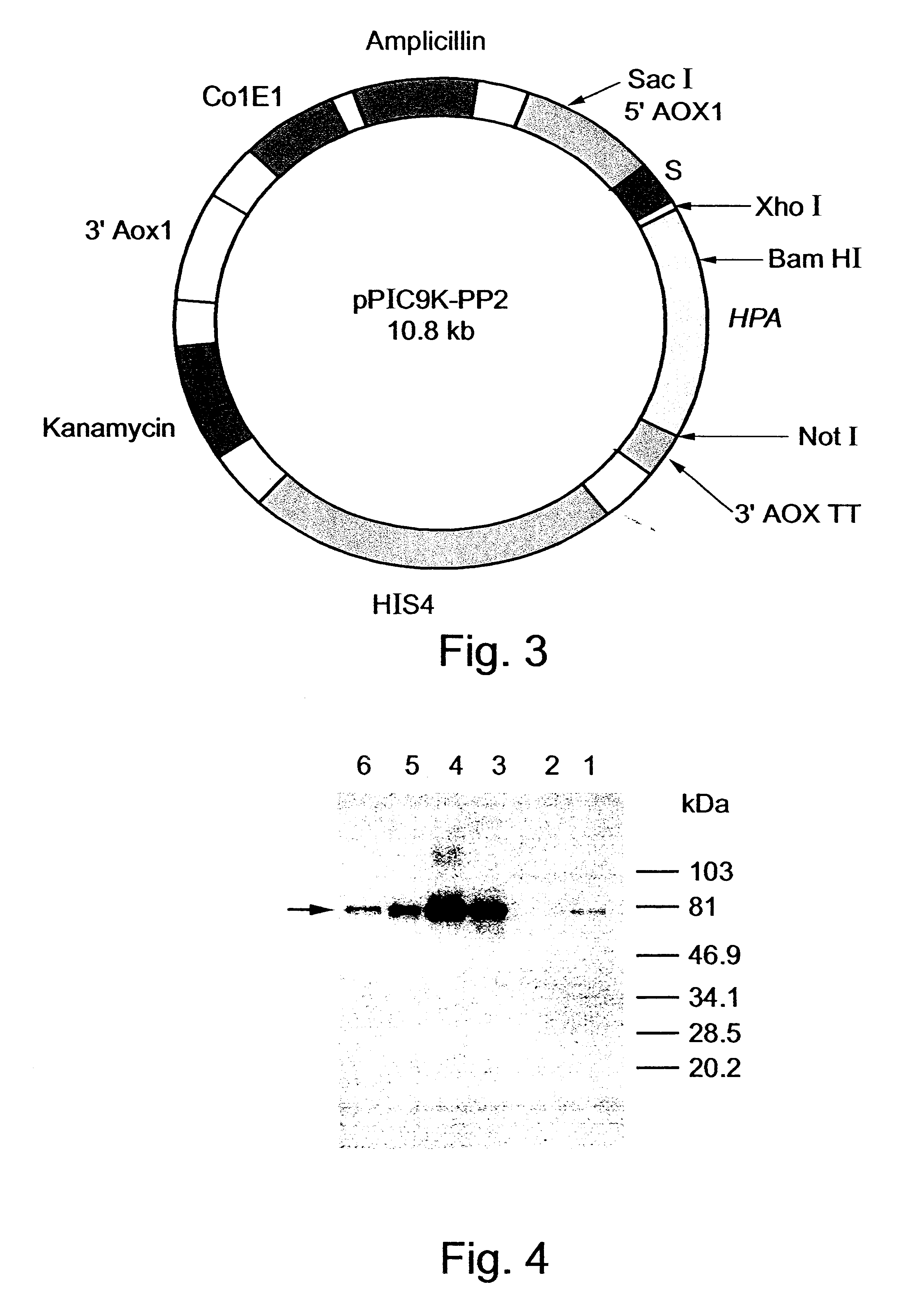 Genetically modified cells and methods for expressing recombinant heparanase and methods of purifying same