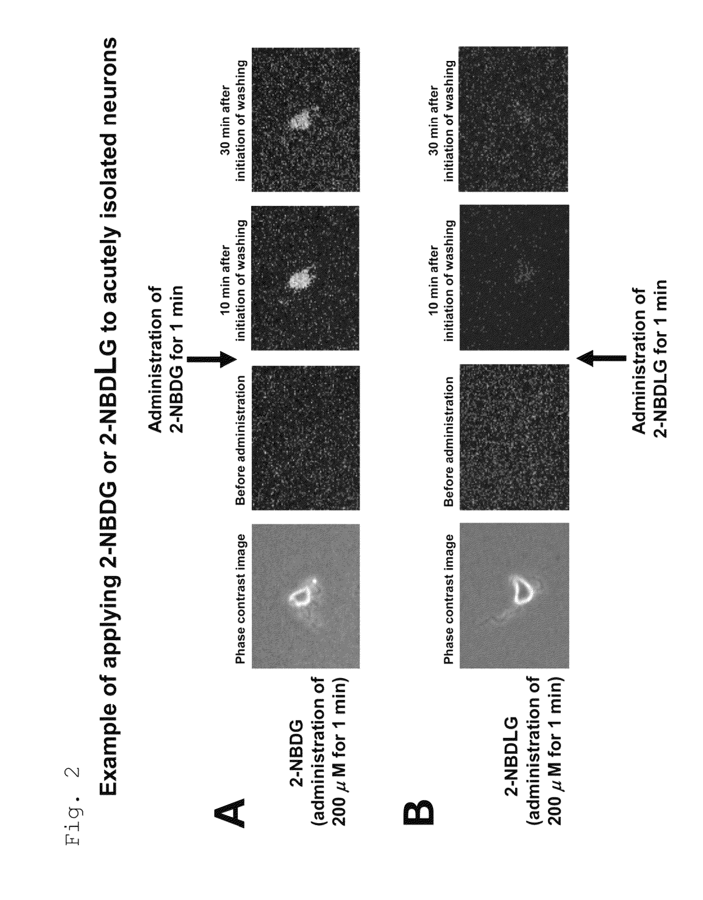 Method for evaluating specific incorporation of D-glucose into cells