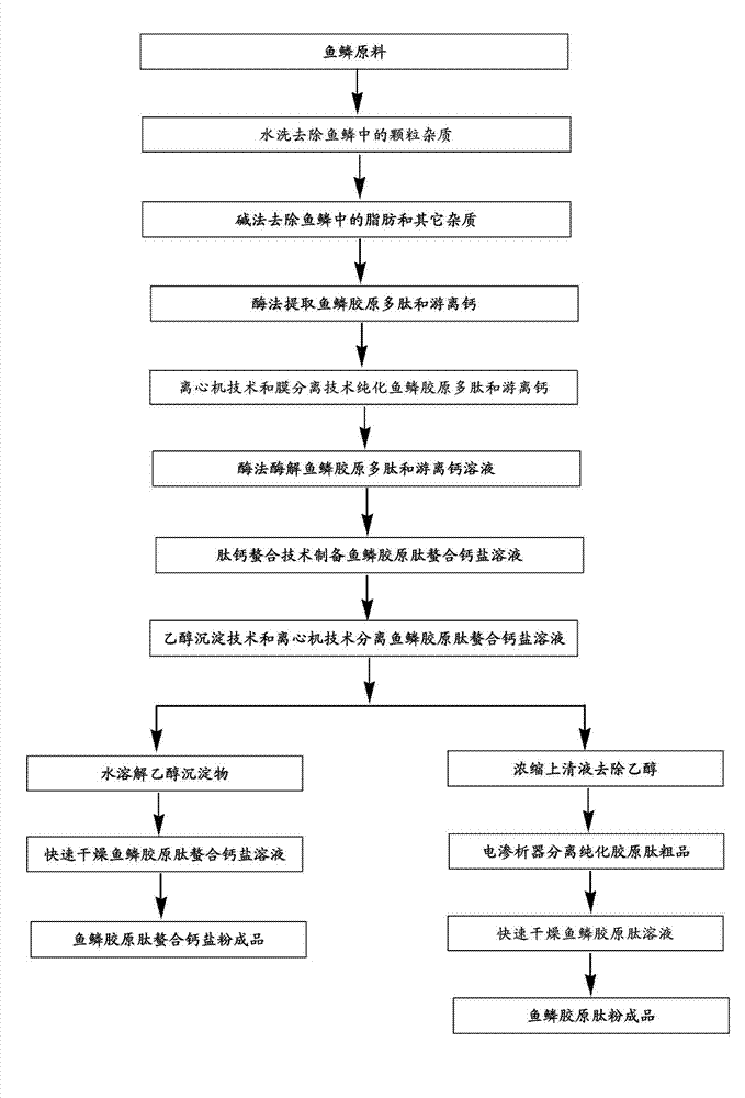 Method for continuously producing scale collagen peptide chelated calcium salt and scale collagen peptide