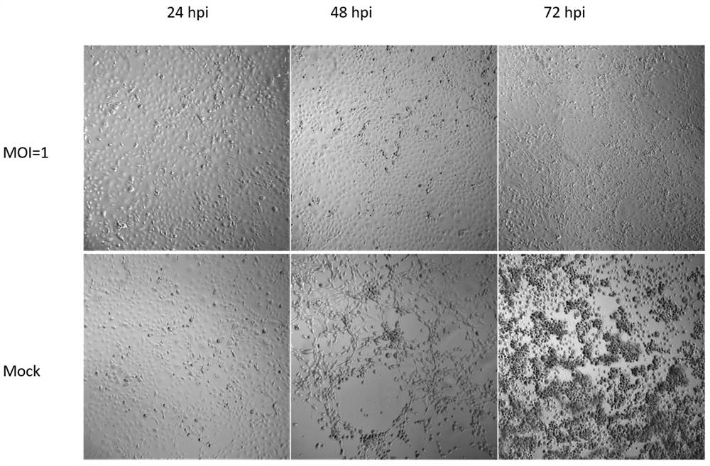 Infection identification of pig trophoblast line used for pseudorabies virus replication