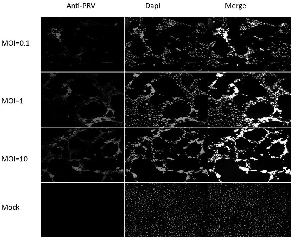 Infection identification of pig trophoblast line used for pseudorabies virus replication